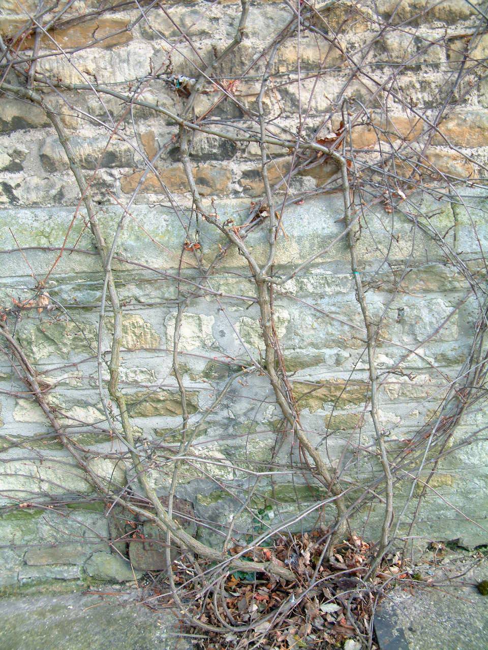 Virginia Creeper